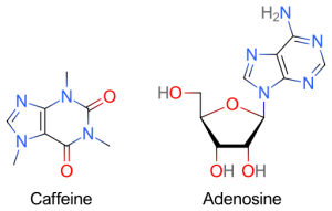 Cafeïne en adenosine – [CC BY-SA 3.0], via Wikimedia Commons