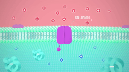 ion channel - Afbeelding via Crash Course