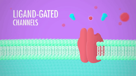 ligand-and-mechanically-gated-ion-channels - Afbeelding via Crash Course